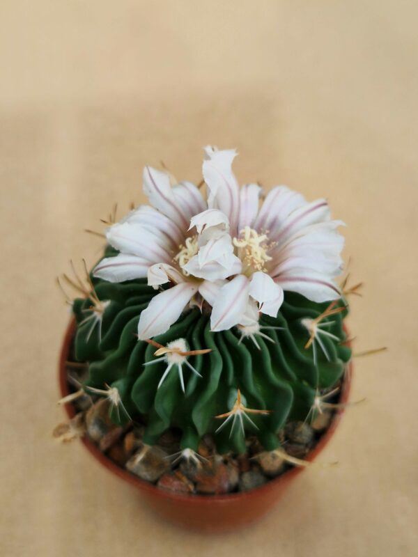 Echinofossulocactus sp La Luz