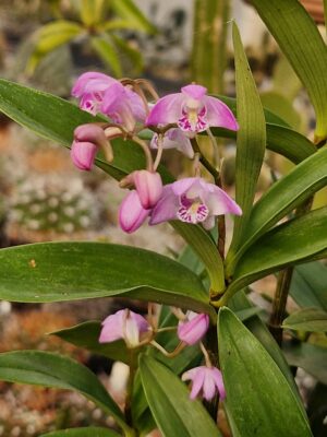 20260321_155200 Dendrobium kingianum