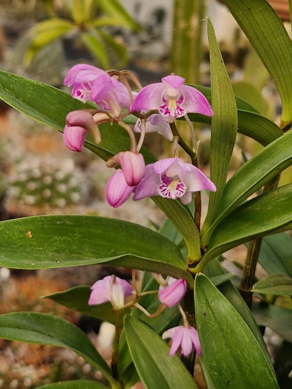 Dendrobium kingianum