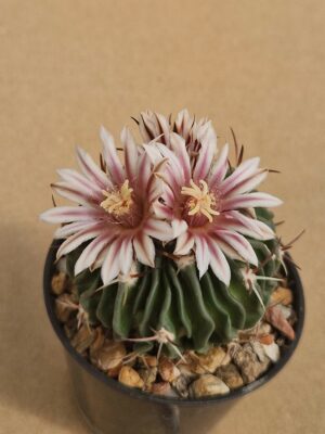 Echinofossulocactus dichroacanthus