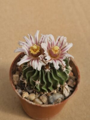 Echinofossulocactus dichroacanthus