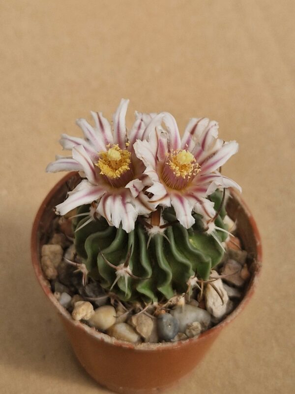 Echinofossulocactus dichroacanthus