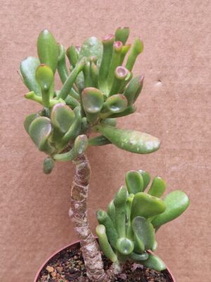 Crassula ovata f monstrosa