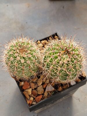 20260703_090237 Echinopsis hybrid