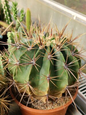 20260703_171806 Ferocactus histrix