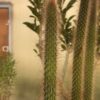 Cleistocactus sp (1)