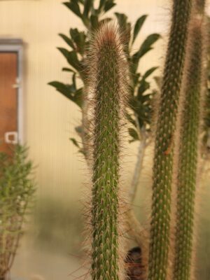 Cleistocactus sp (1)