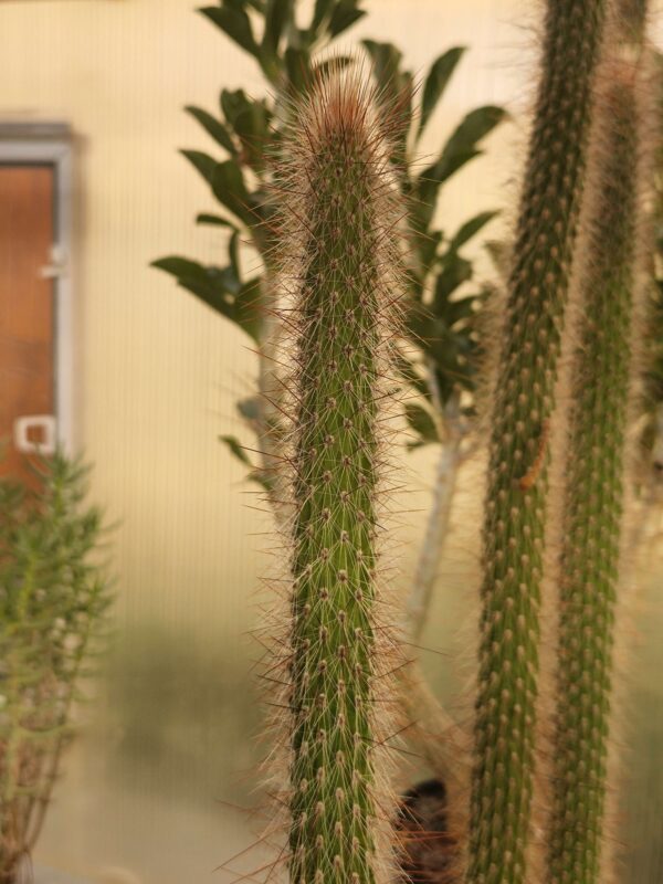 Cleistocactus sp (1)
