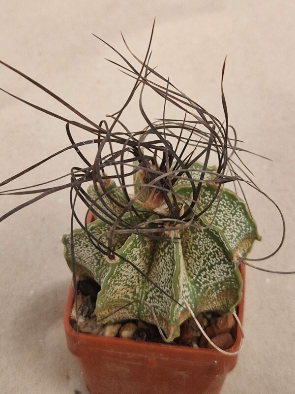 Astrophytum capricorne