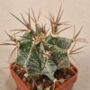Astrophytum ornatum