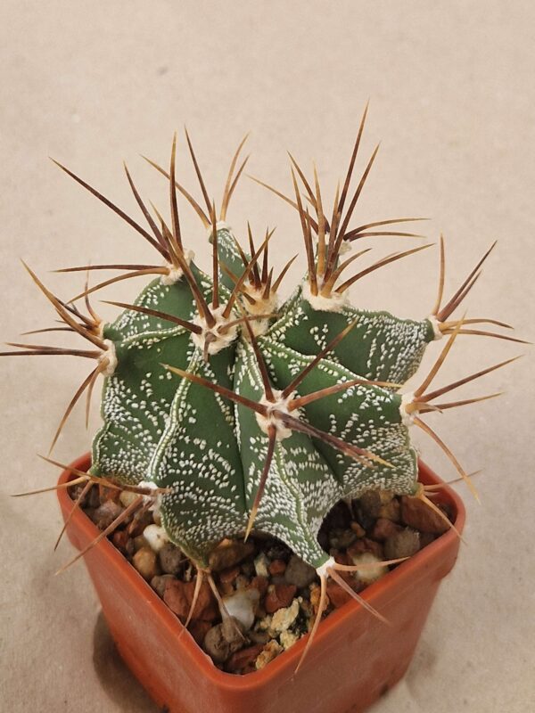 Astrophytum ornatum