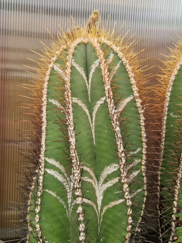 Astrophytum ornatum