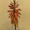 Aloe mitriformis