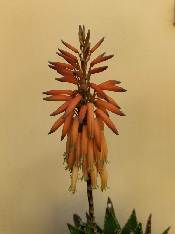 Aloe mitriformis