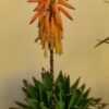 Aloe mitriformis