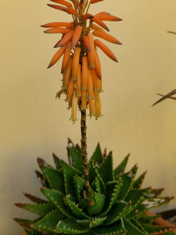 Aloe mitriformis