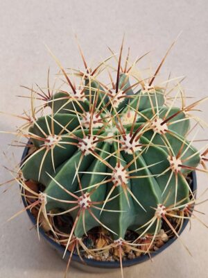 Ferocactus histrix