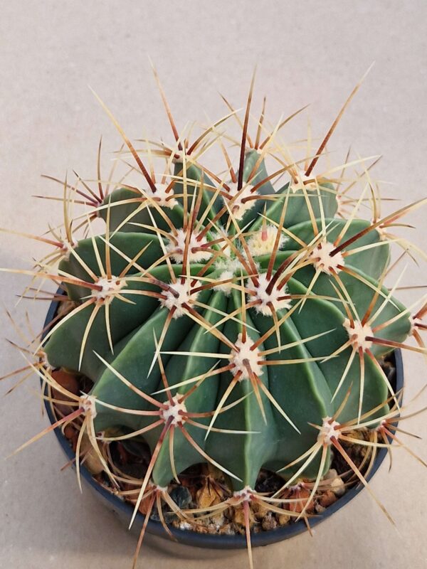 Ferocactus histrix