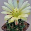 Ferocactus hamatacanthus