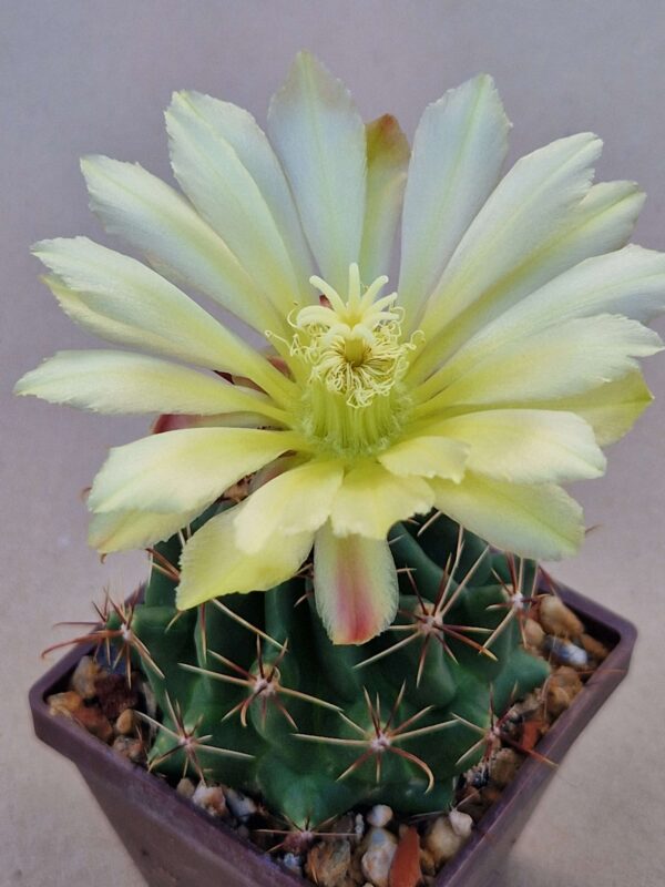 Ferocactus hamatacanthus