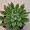 Echeveria pilosa