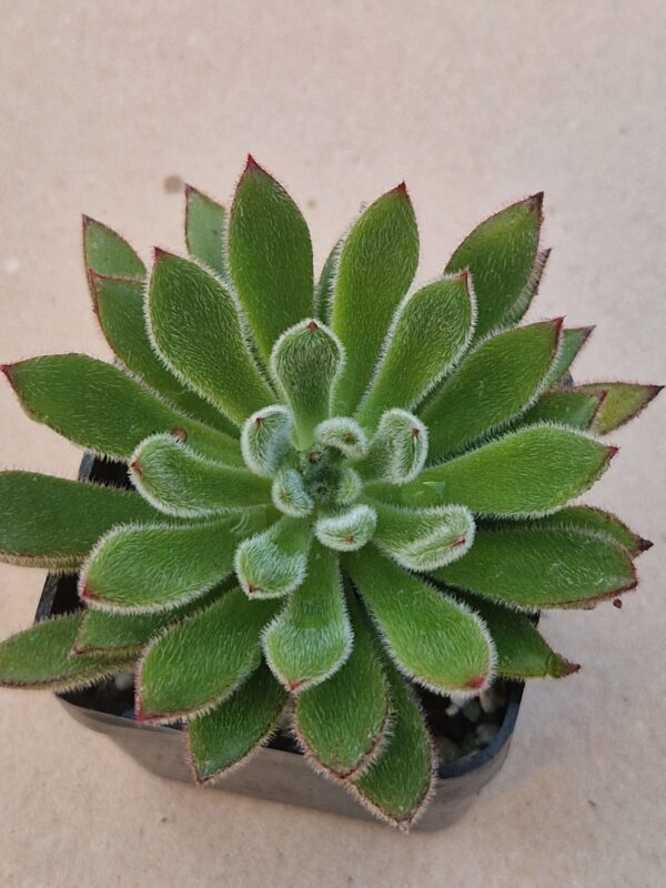 Echeveria pilosa