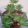 Echeveria pilosa
