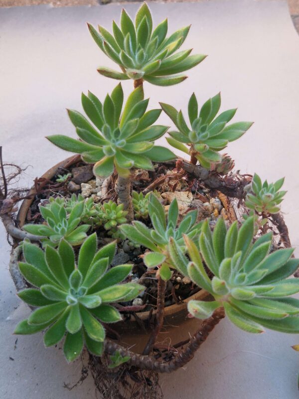 Echeveria pilosa