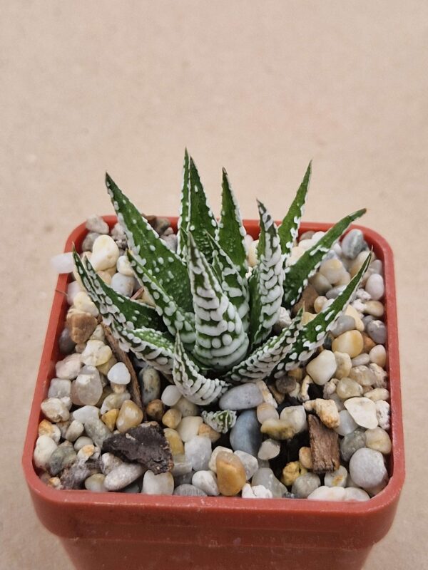 Haworthia fasciata