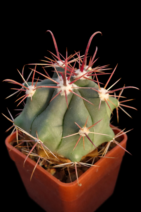 Ferocactus peninsulae