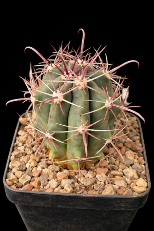 261bb184-cddd-4e5c-bd75-48f1930e4002 Ferocactus viscainensis ?