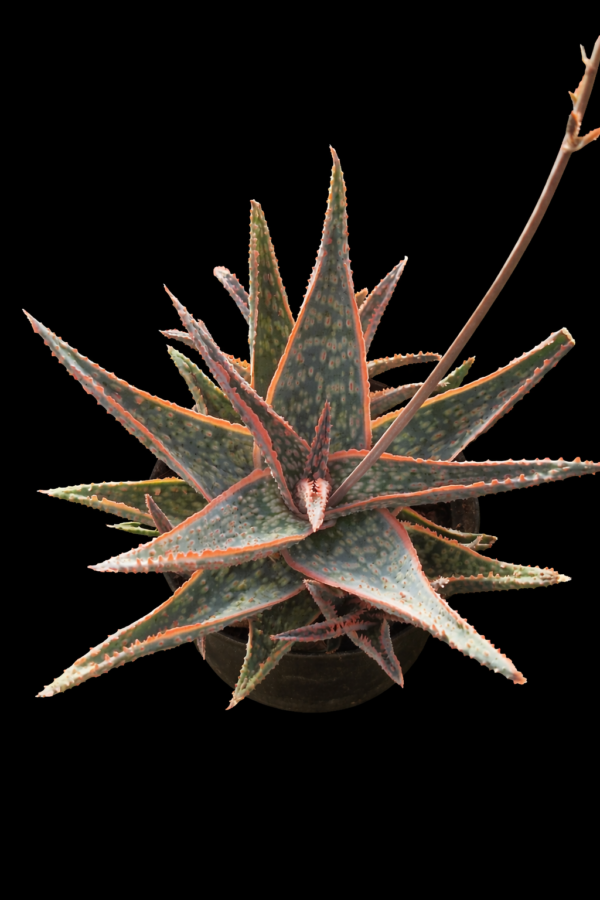Aloe cv Pink Blush