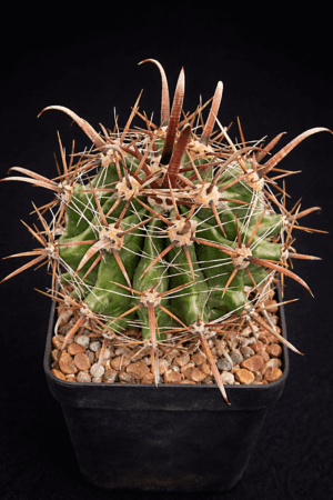 Ferocactus herrerae (2)