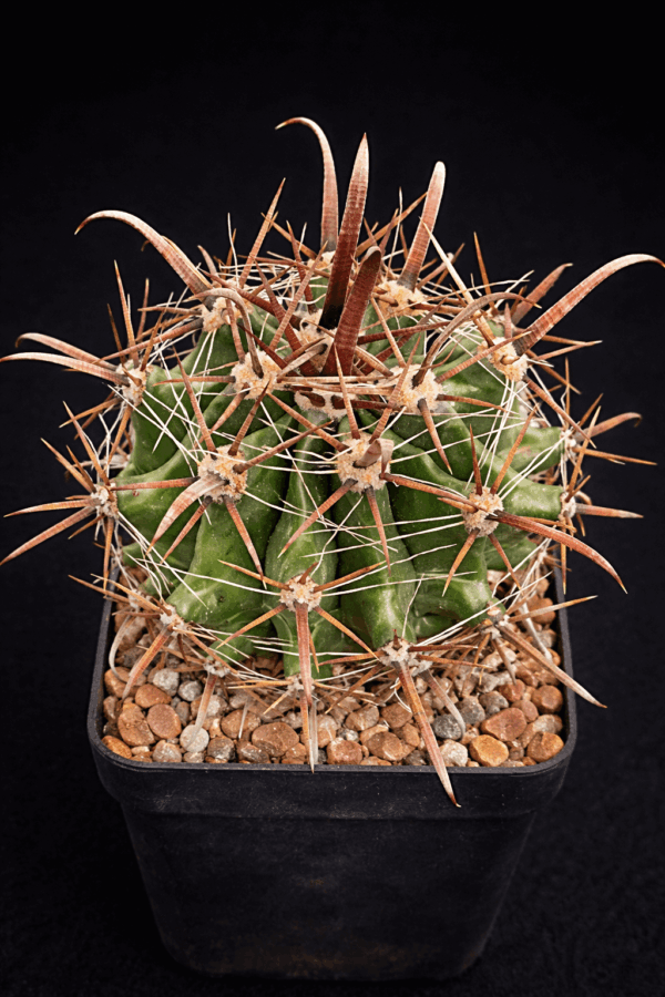 Ferocactus herrerae (2)