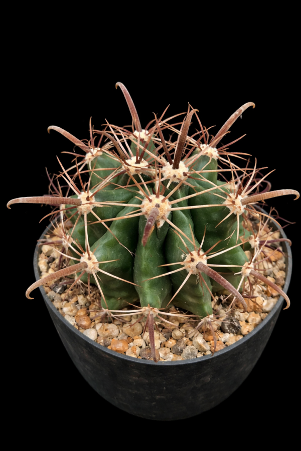 Ferocactus horridus v brevispinus