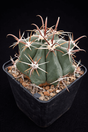 4f75f33d-0fa9-4788-a1b1-1ce32f1c82a1 Ferocactus townsendianus