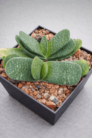 5fa03d5b-26d4-43ca-b936-f51a3c3bd120 Gasteria maxima
