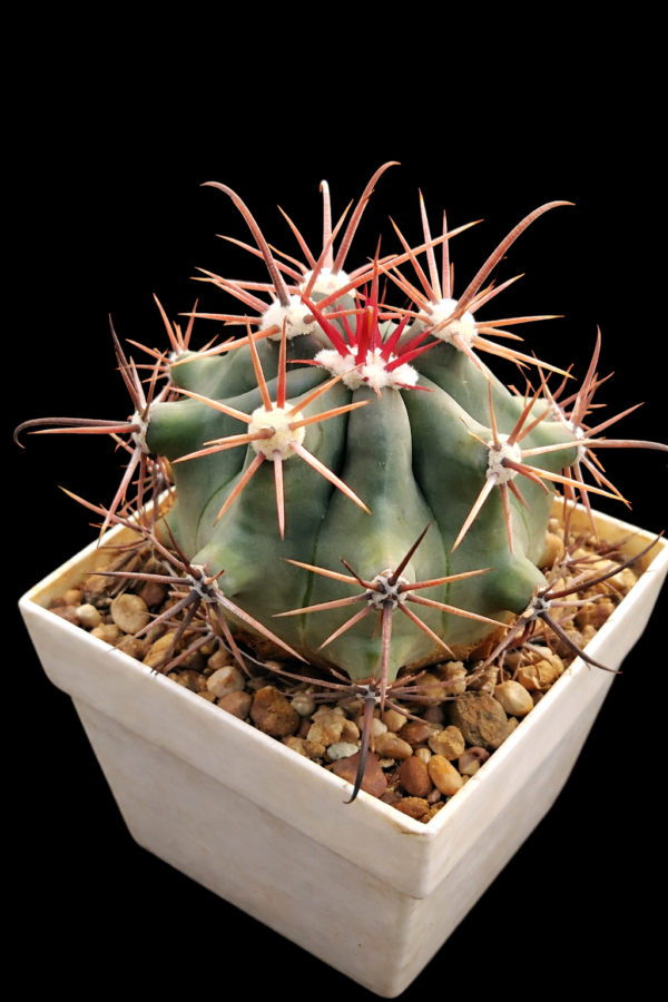 Ferocactus peninsulae