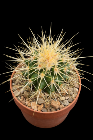 808cd8d2-45b2-4409-a144-fd93eade7165 Echinocactus grusonii (3)