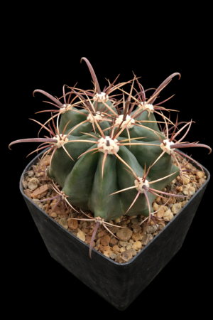 82224533-c33d-4268-be26-aa0148577534 Ferocactus peninsulae