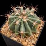 93751e22-f8ce-4189-8181-08ab6aeac6de Ferocactus townsendianus