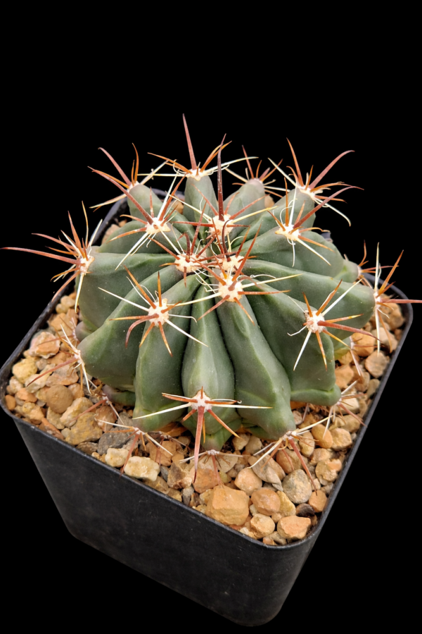 Ferocactus townsendianus