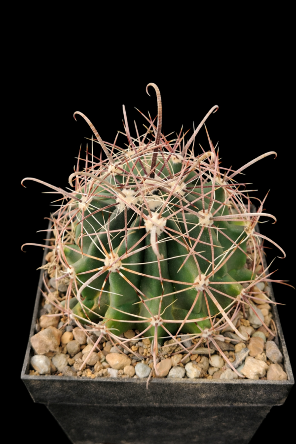 Ferocactus wislizenii (1)