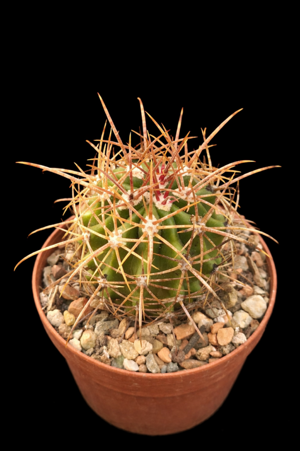 Ferocactus hybrid