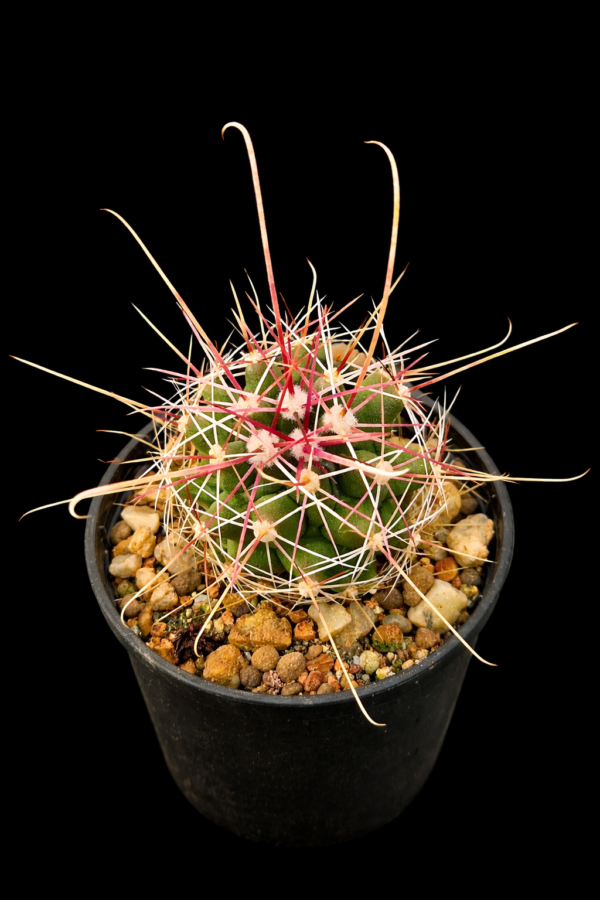 Ferocactus hamatacanthus