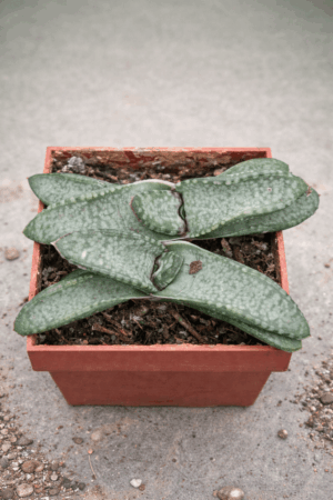 Gasteria vlokii