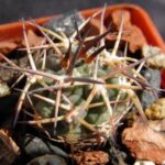 Acanthocalycium erythranthum