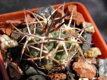Acanthocalycium erythranthum