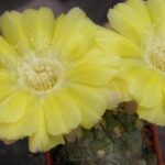 Acanthocalycium glaucum