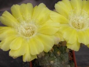 Acanthocalycium glaucum